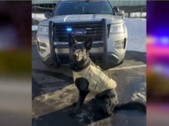Story image: Inspector general: Use of force justified in shootout that killed suspect and K-9 Broko