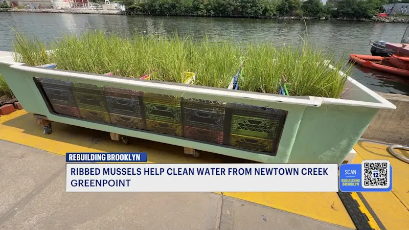 Story image: Tiny mussels, big lessons: Brooklyn project highlights water cleanup efforts