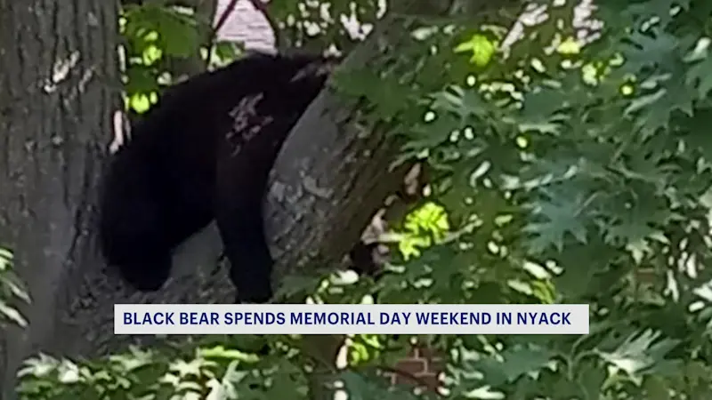 Story image: Orangetown police track bear sightings in downtown Nyack