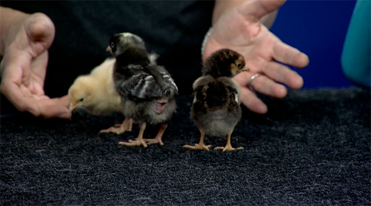 Article 4926 Thumbnail