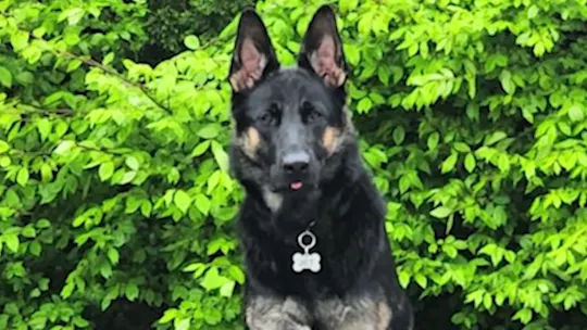 Dog Death MS 080726_2026-08-07-17-12-24