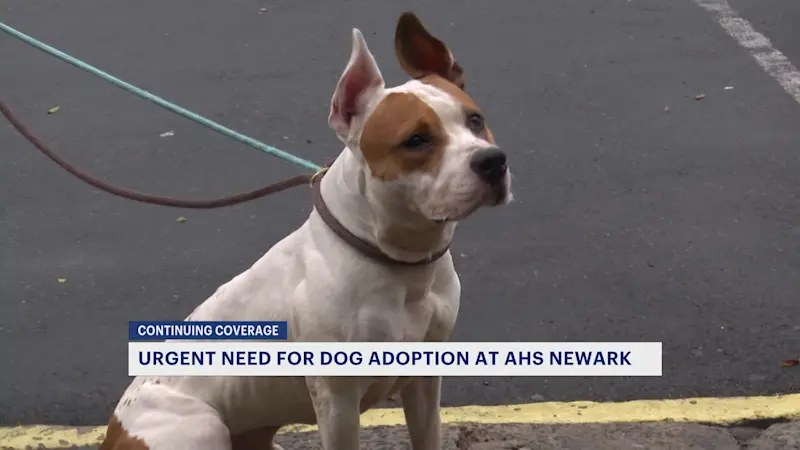 Story image: Some Newark shelter dogs will be euthanized Tuesday if no forever home is found 