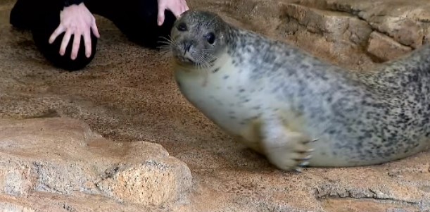Rasal’s version: Harbor seal from the Maritime Aquarium makes Super ...