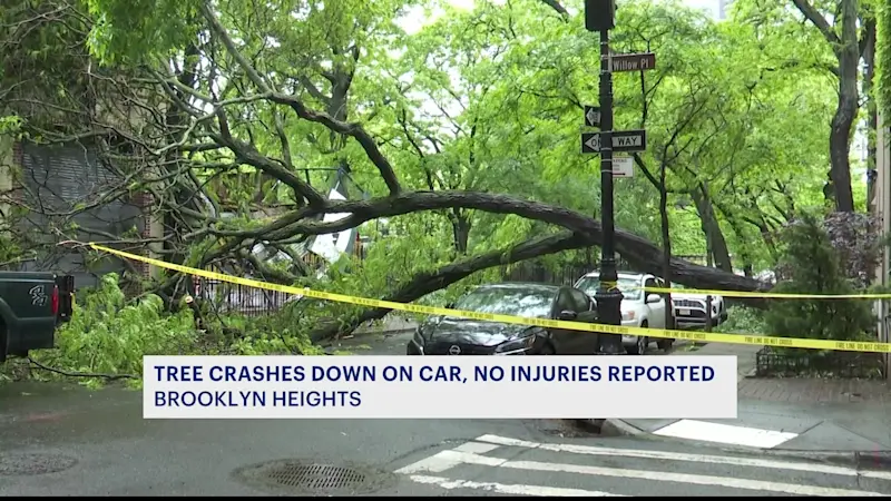 Story image: Tree falls across Brooklyn Heights street