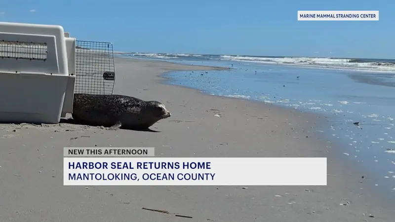 Story image: Rescued harbor seal released after 5 months of care