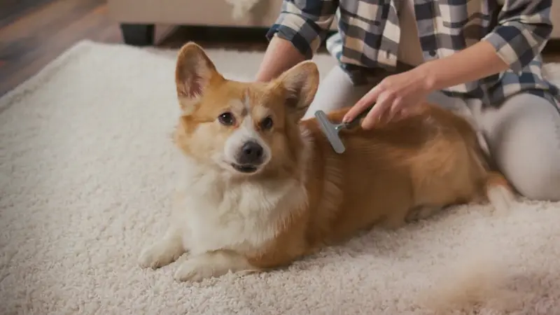 Story image: be Well: How to protect your pets from hidden dangers like chemicals and ticks