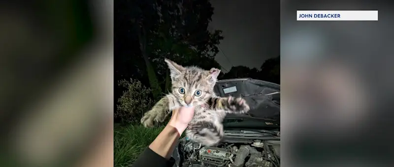 Story image: Kitten rescued in Huntington after 5-mile ride stuck inside car's undercarriage