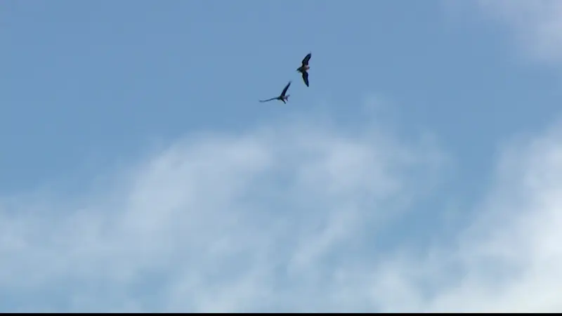 Story image: Eagles soar over the Shepaug Dam in Southbury