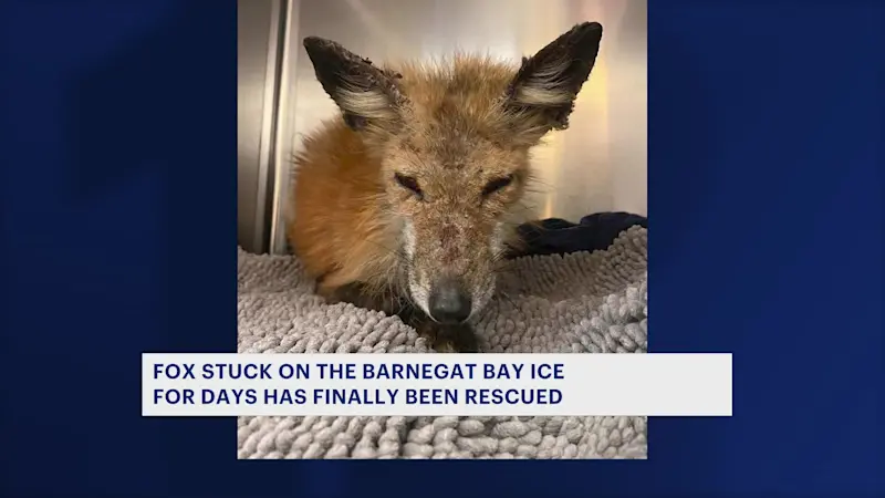 Story image: Fox stuck on ice in Barnegat Bay rescued and treated for injuries