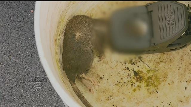 News 12 | Bronx | Residents Islip Isnt Helping With Ongoing Rat Problem ...
