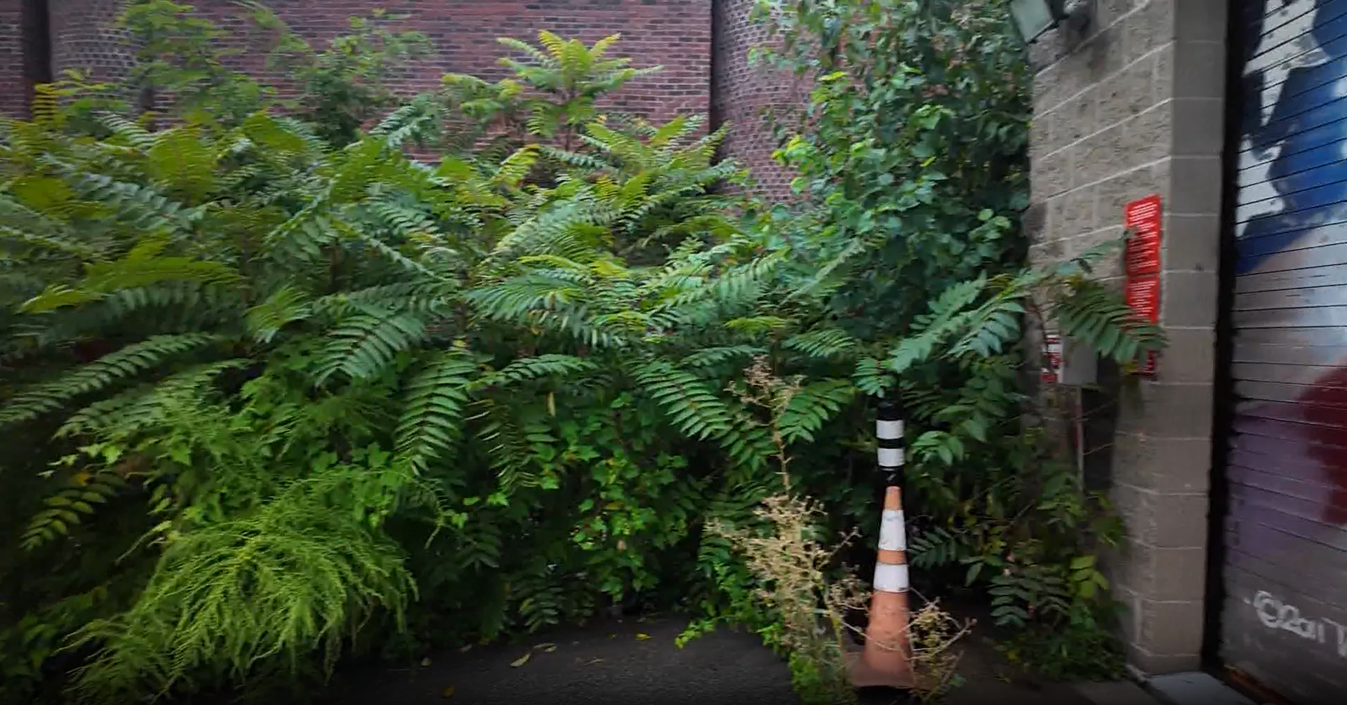 Throggs Neck BID steps in to clean up overgrown property impacting neighbor