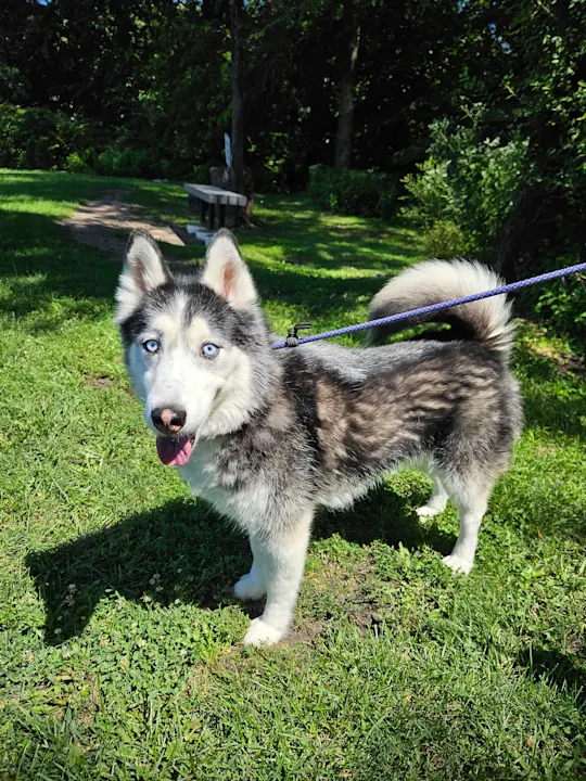 Zeus