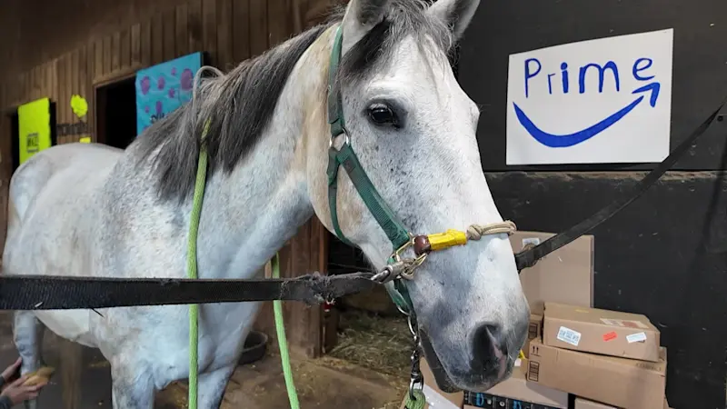 Story image: Road Trip Close to Home: Horse rescue in Wilton offers healing for animals and people