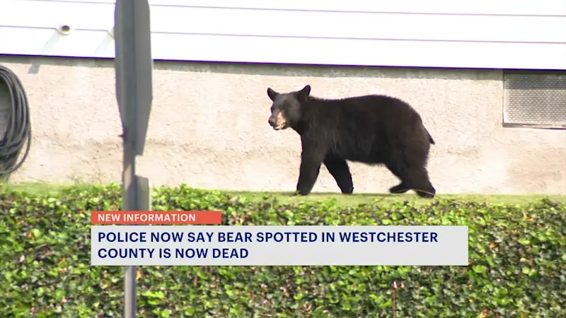 Story image: DEC says euthanized West Harrison bear shouldn't have been killed