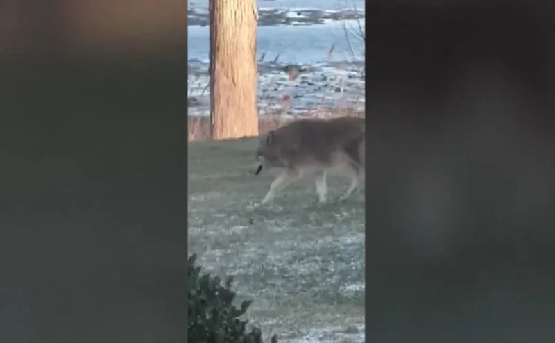 coyotee.JPG