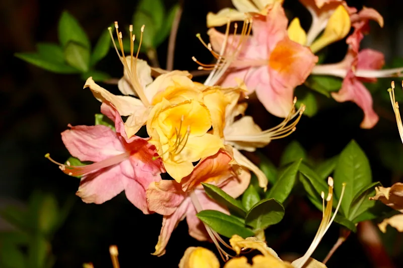 GARDEN RAINBOW AZALEA.JPG