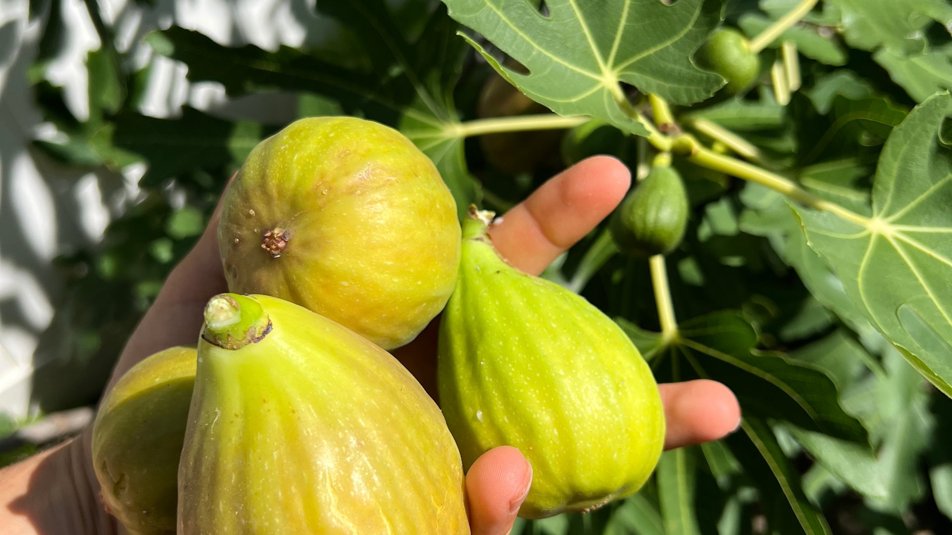Nyc Ripe News 12 | New York | Garden Guide: This is why fig trees didn’t produce ...