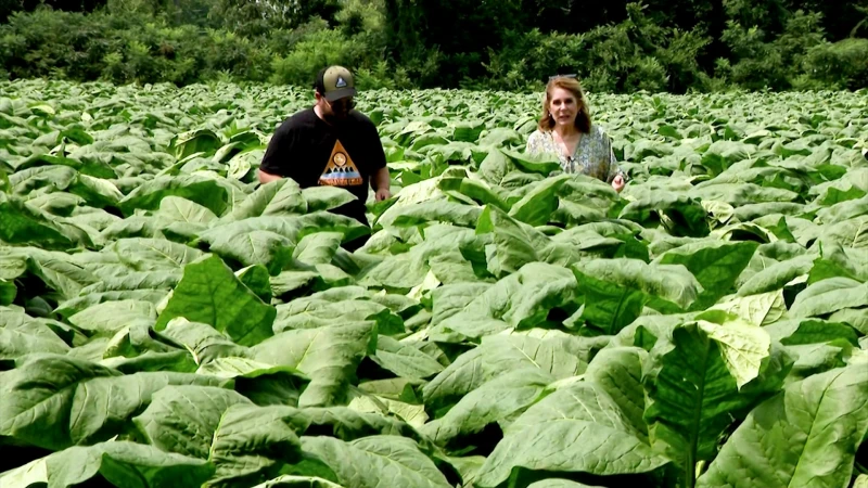 Story image: Made in Connecticut: Foundation Cigar and Dunn & Foster Farms tell us how they make their award-winning cigars