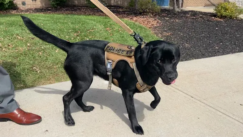 Story image: Rockland County introduces K-9 to find hidden electronic devices
