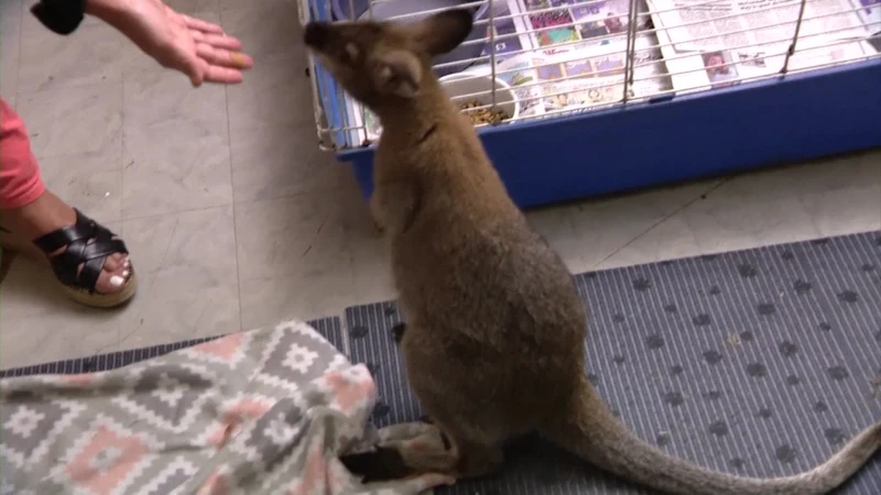 Story image: Wallaby confiscated from man in Coney Island being cared for in Middle Island