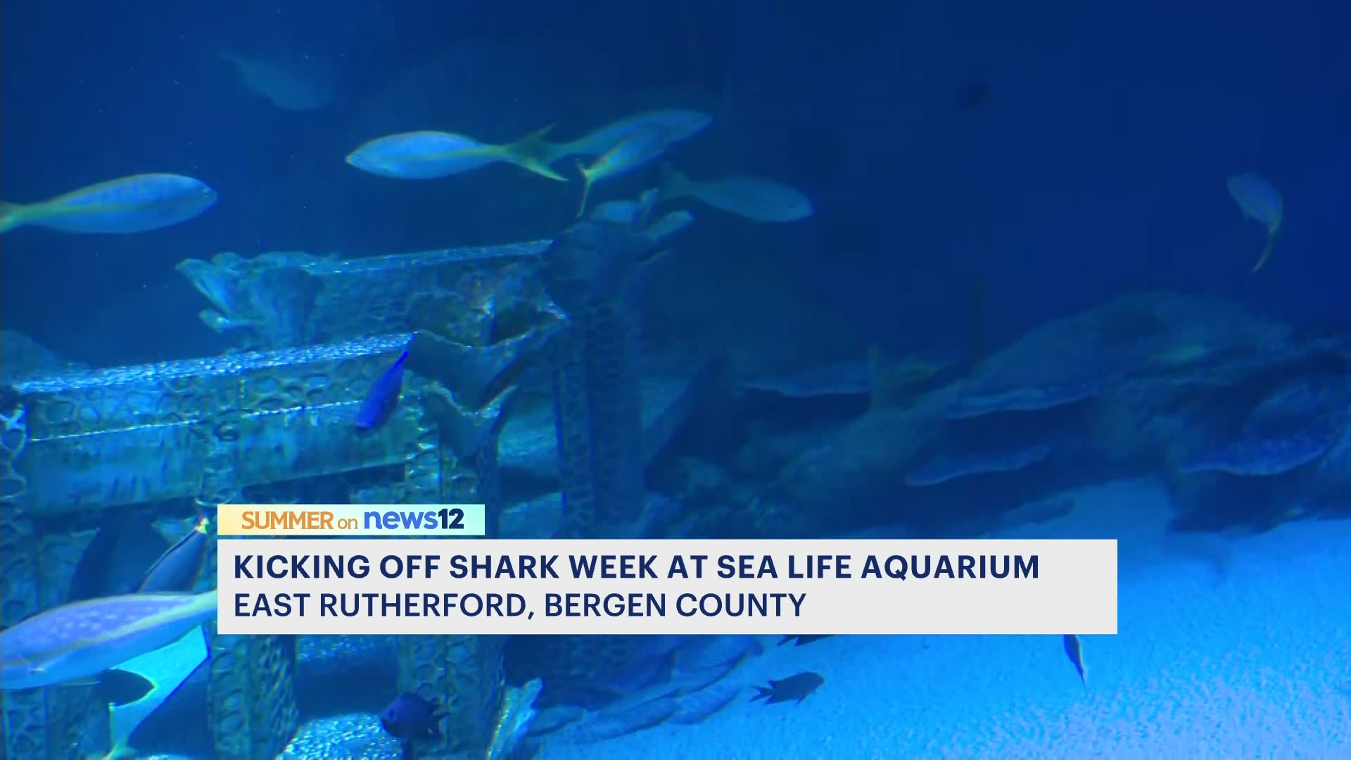 SharkWeek is every week here at Shark Reef Aquarium. From the