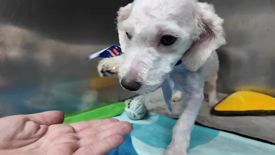 NewarkHumaneSociety Dogs_2026-09-04-17-19-20