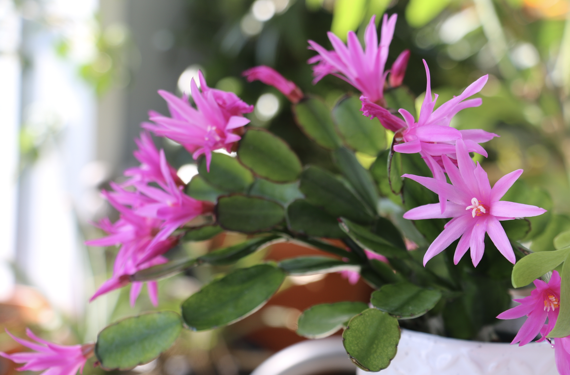 Easter Cactus .png