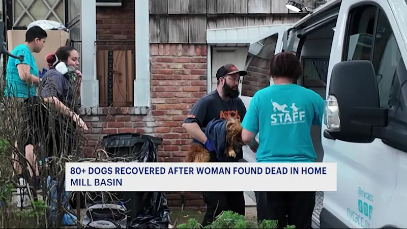 Story image: 'They're coming out looking half dead.' ACC says about 80 dogs rescued from Mill Basin home
