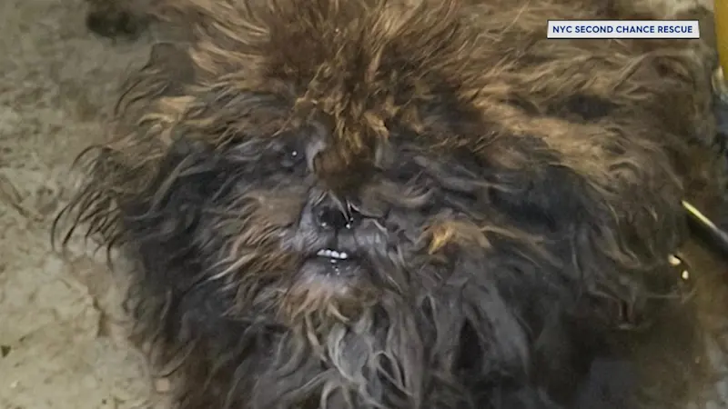 Story image: 2 dogs rescued from dire conditions in Bronx basement