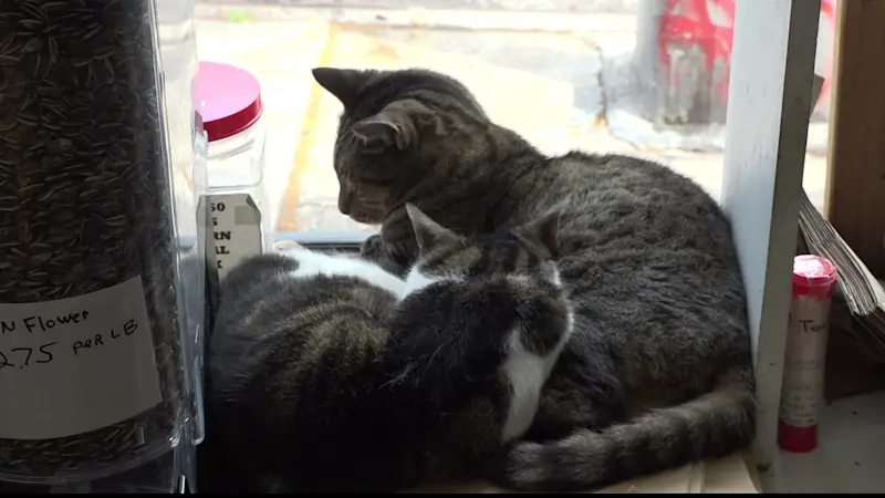 Story image: Pet sale ban leaves Bronx shop owners fearing for their future