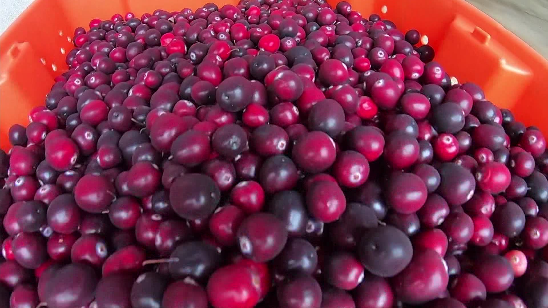 New Jersey botanist teams with Rutgers to develop new breed of cranberry