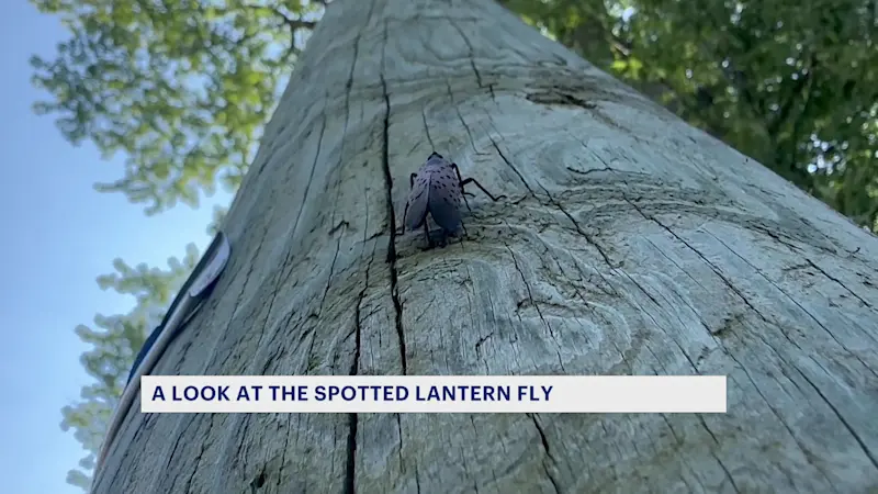 Story image: Bats are feasting on invasive spotted lanternflies, Rutgers researcher says