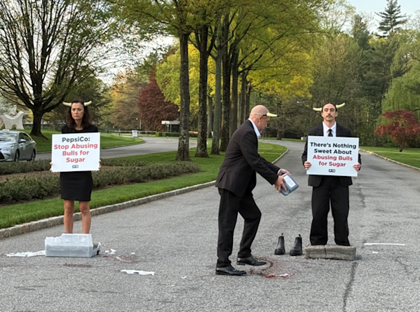 Story image: PETA protestors call for PepsiCo to stop alleged bull labor in sugar harvesting