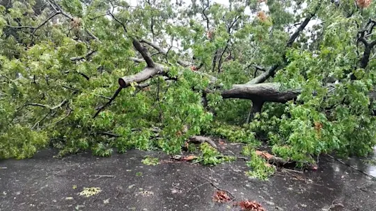 tree1