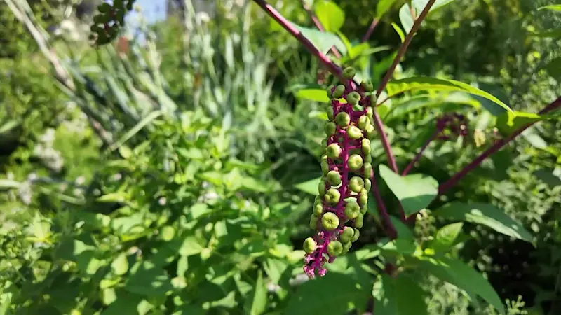 Story image: From lawn to life: How native plants attract beautiful butterflies to your front yard
