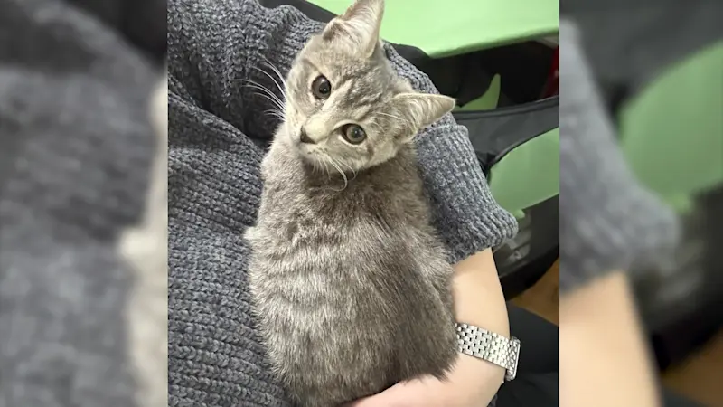 Story image: Mount Vernon woman rescues kitten on Major Deegan Expressway