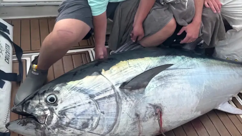 Story image: Bluefin tuna off limits for recreational and charter anglers due to federal shutdown