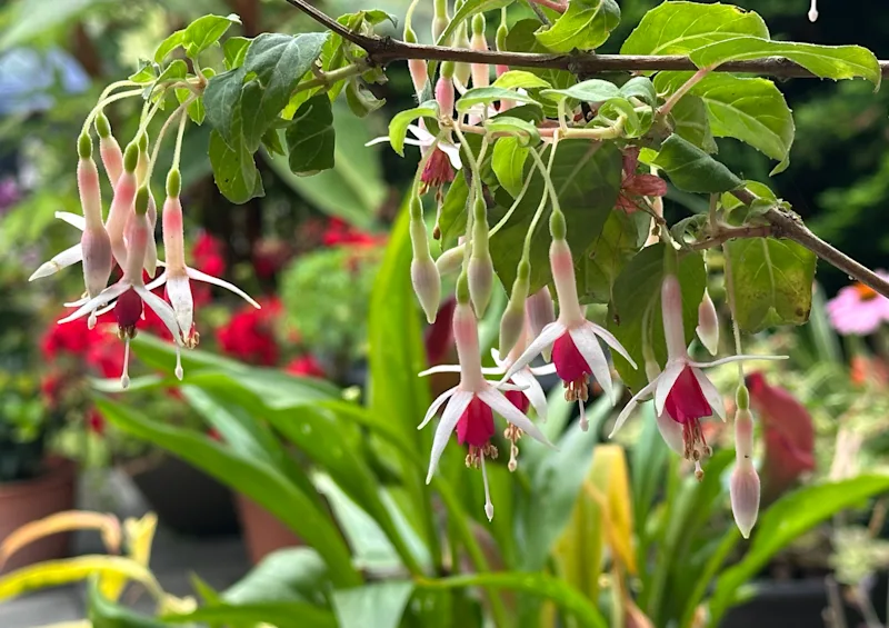 Fuschia.png