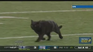 Here kitty, kitty: The search for the MetLife Stadium black cat