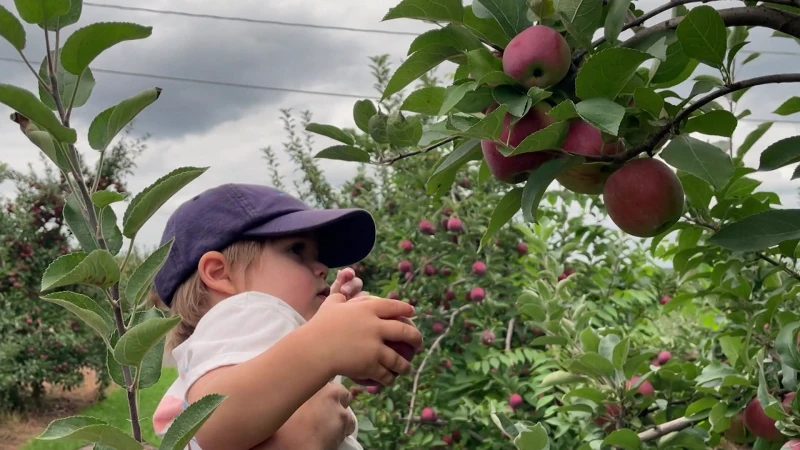 Story image: Celebrate apple season at Rogers Orchards and its Long View Ciderhouse Orchard Bar in Southington