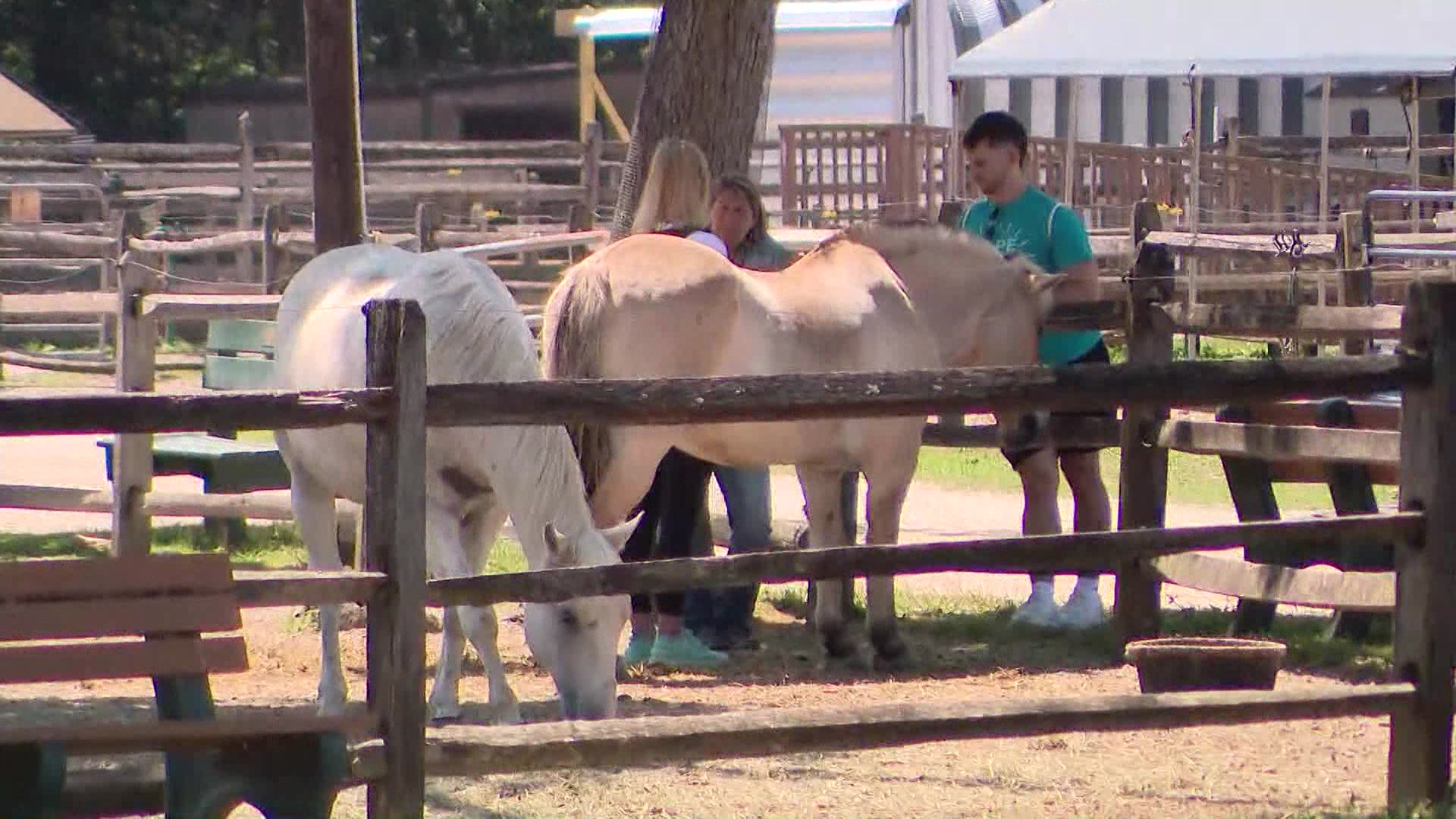 IslandiaEquestrian629_2026-06-29-12-43-05