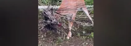 Deer Caught on net