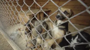 New bill aims to protect abandoned pets in vacated properties