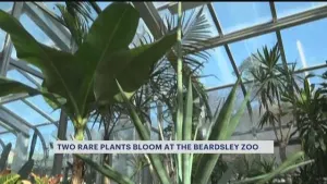 Beardsley Zoo's 2 century plants get ready to bloom