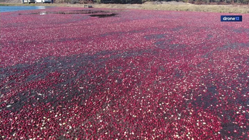 Story image: Farmer: Weeks without rain is impacting New Jersey’s cranberry harvest