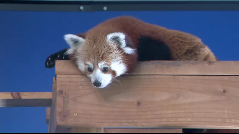 Story image: CT's Beardsley Zoo welcomes pair of red pandas as part of Species Survival Plan