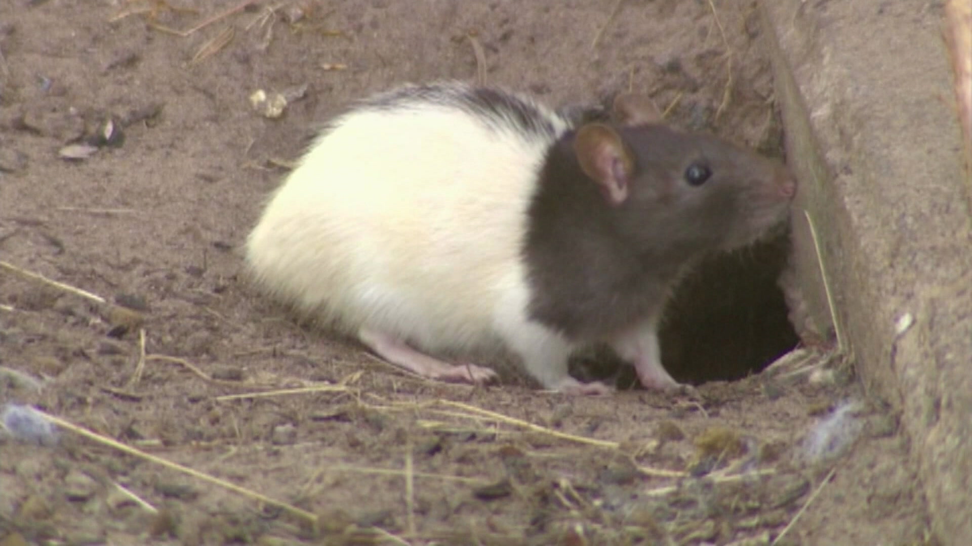 SuperRats_2026-06-22-17-52-24