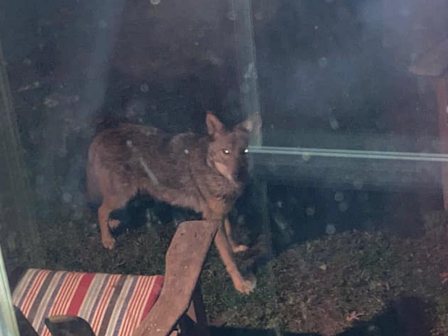 Tuckahoe DEC offers safety tips after home security camera spots coyote