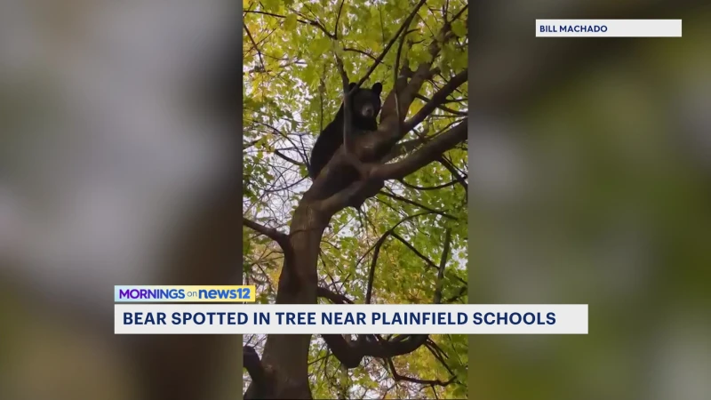 Story image: Police: Bear spotted near Plainfield schools Thursday is now in Scotch Plains