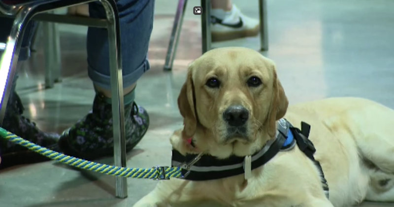 Story image: Canine Companions pair pups with people they were born to help